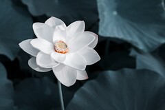 高中班主任期末评语_高中学生个人期末表现评语