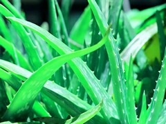 担保合同_担保合同纠纷诉讼状