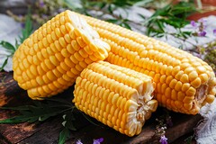 粮食竞价购销合同_粮食购销居间合同模板