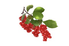辞职申请书高情商_辞职申请书