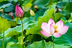 委托理财合同_委托理财合同纠纷司法解释